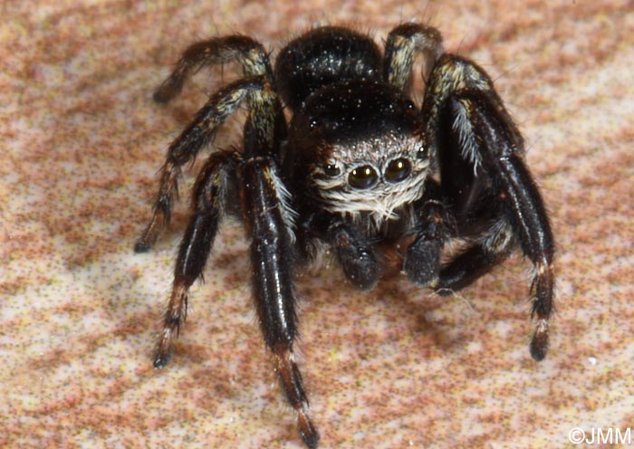 Evarcha arcuata