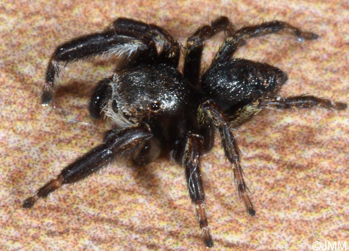 Evarcha arcuata