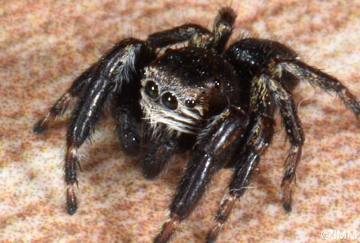 Evarcha arcuata