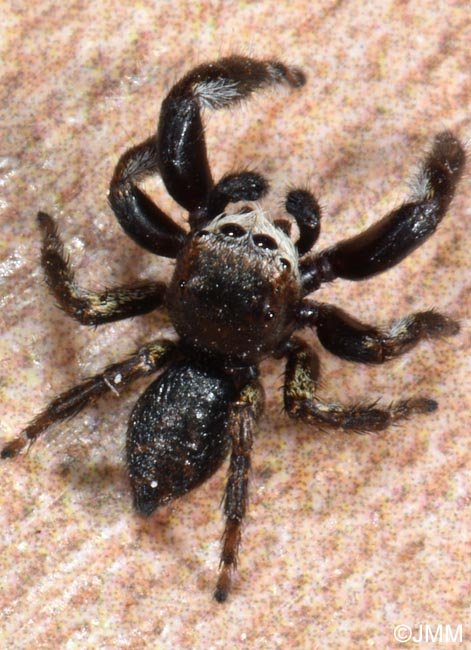 Evarcha arcuata
