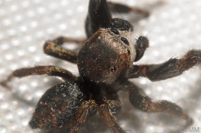 Evarcha arcuata