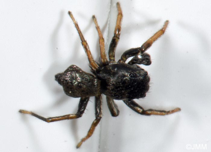 Heliophanus cupreus