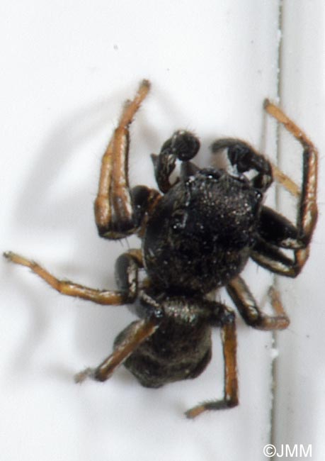 Heliophanus cupreus