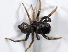 Heliophanus cupreus