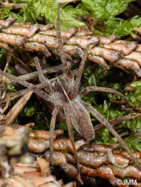 Histopona torpida