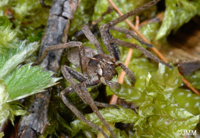 Histopona torpida