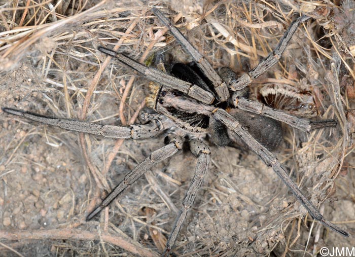 Hogna radiata : Tarentule radie, Fausse tarentule