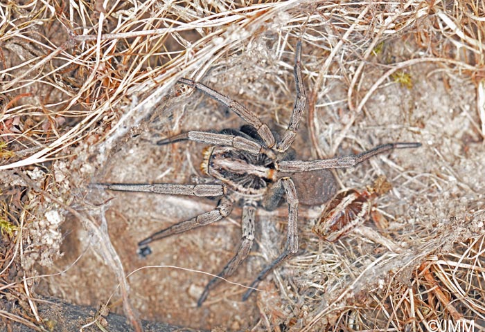 Hogna radiata : Tarentule radie, Fausse tarentule