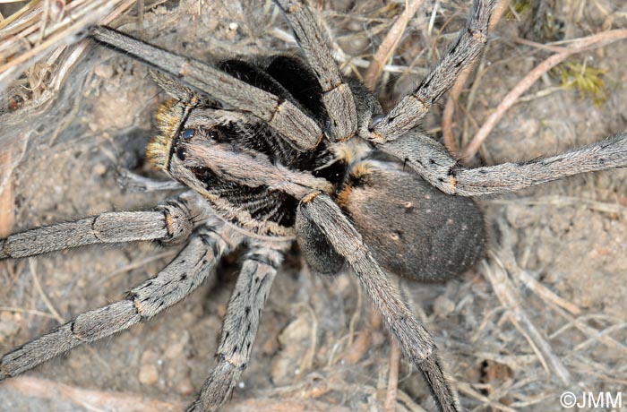 Hogna radiata : Tarentule radie, Fausse tarentule