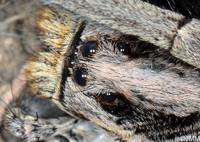 Hogna radiata : Tarentule radie, Fausse tarentule