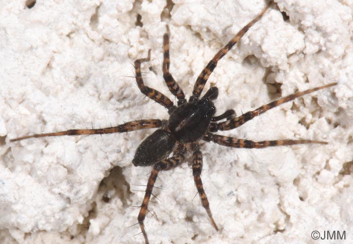 Hygrolycosa rubrofasciata