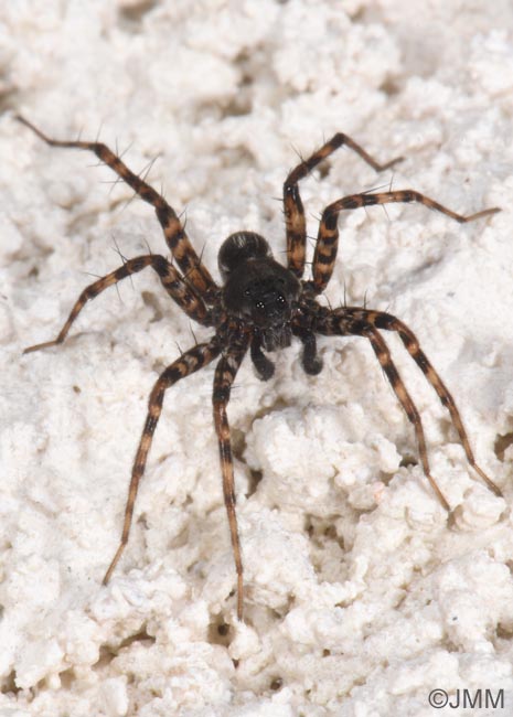 Hygrolycosa rubrofasciata