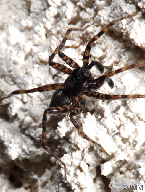 Hygrolycosa rubrofasciata