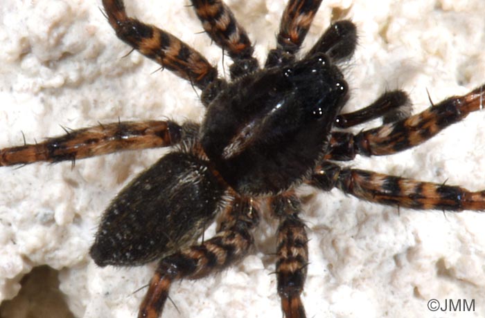 Hygrolycosa rubrofasciata