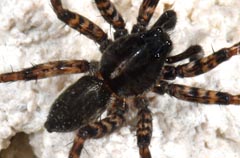 Hygrolycosa rubrofasciata