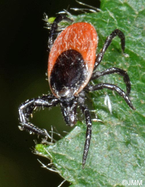 Ixodes ricinus : Tique du mouton