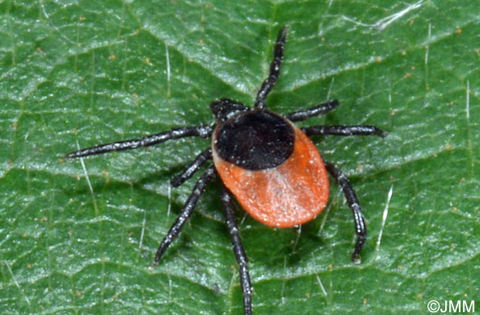 Ixodes ricinus : Tique du mouton