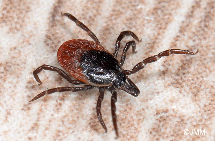 Ixodes ricinus : Tique du mouton