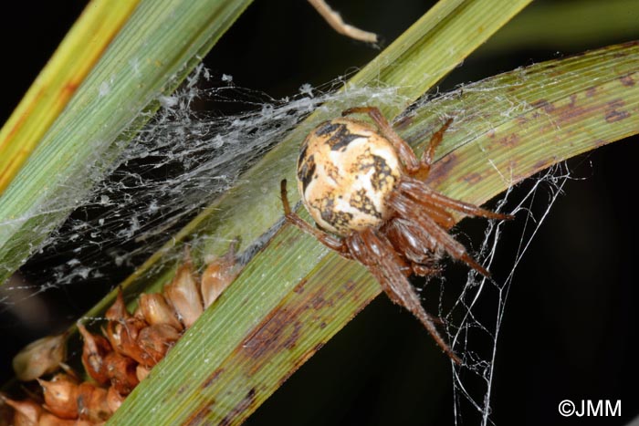 Larinioides cornutus : peire des roseaux