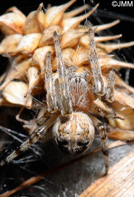 Larinioides cornutus : peire des roseaux