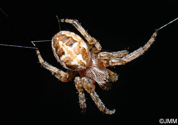 Larinioides cornutus : peire des roseaux