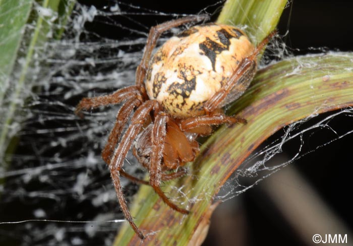 Larinioides cornutus : peire des roseaux