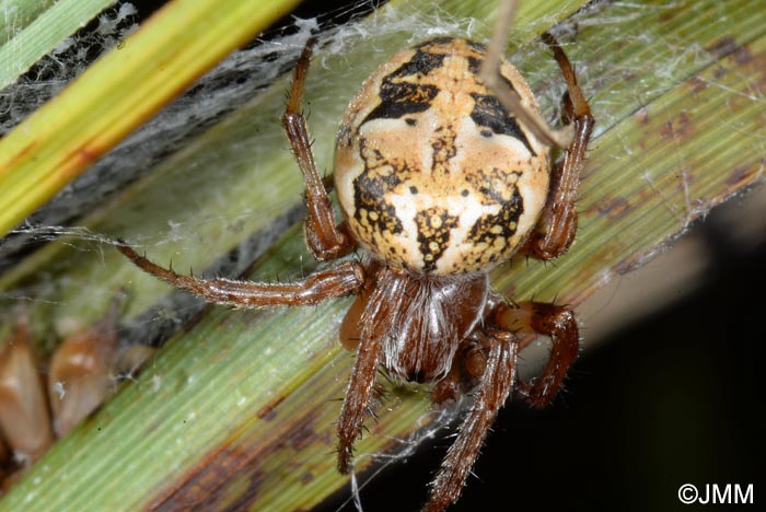 Larinioides cornutus : peire des roseaux