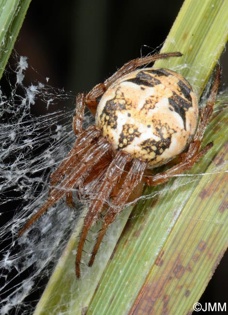 Larinioides cornutus : peire des roseaux