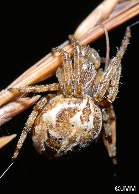 Larinioides cornutus : peire des roseaux