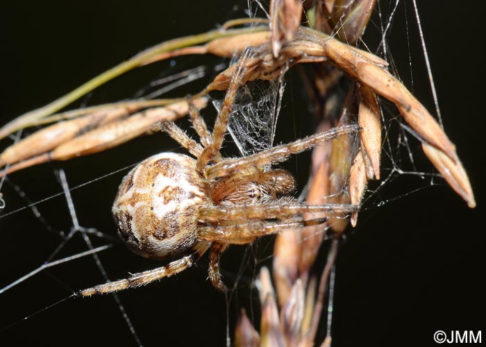 Larinioides cornutus : peire des roseaux