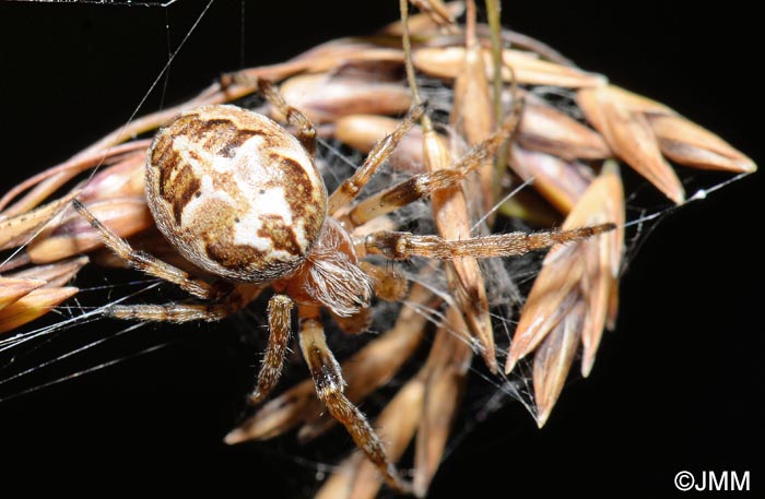 Larinioides cornutus : peire des roseaux