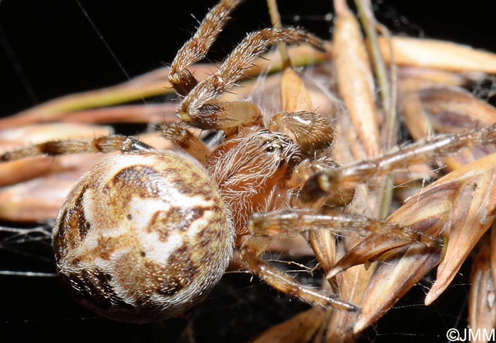 Larinioides cornutus : peire des roseaux