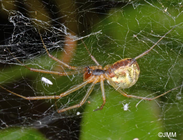 Linyphia triangularis : Linyphie triangulaire