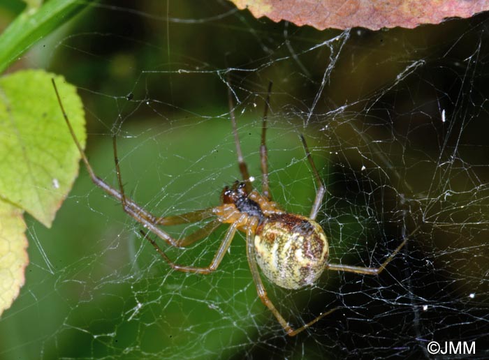 Linyphia triangularis : Linyphie triangulaire