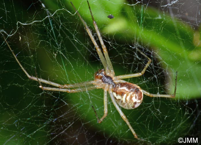 Linyphia triangularis : Linyphie triangulaire