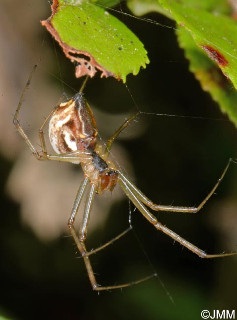 Linyphia triangularis : Linyphie triangulaire