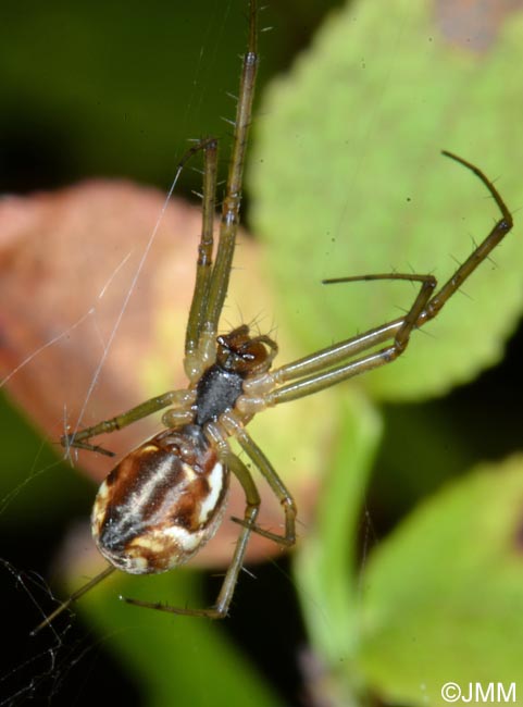 Linyphia triangularis : Linyphie triangulaire