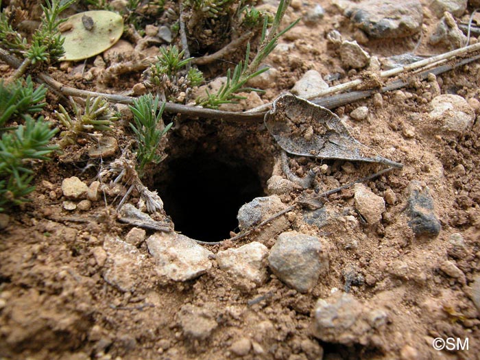 Lycosa tarantula  : Tarentule vraie, Lycose de Tarente