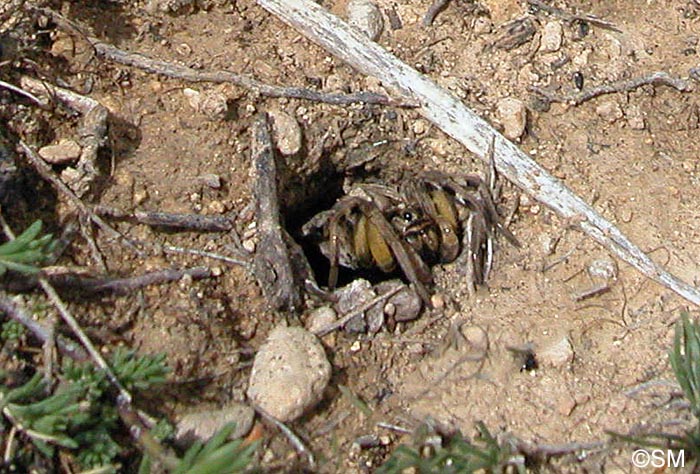 Lycosa tarantula  : Tarentule vraie, Lycose de Tarente