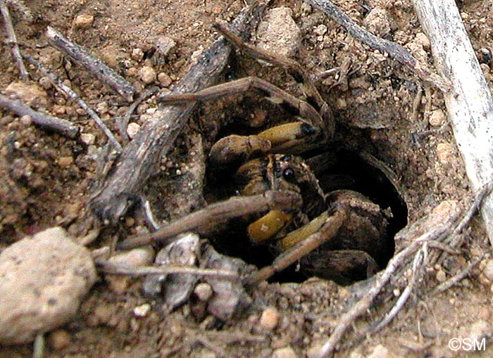 Lycosa tarantula  : Tarentule vraie, Lycose de Tarente