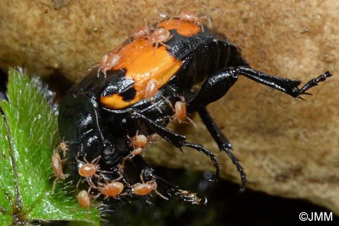 Macrocheles sp. sur Nicrophorus vespilloides