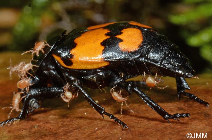 Macrocheles sp. sur Nicrophorus vespilloides