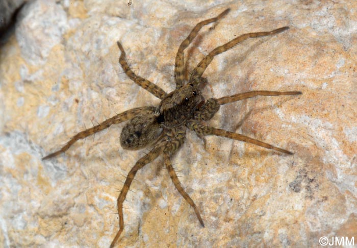 Pardosa amentata