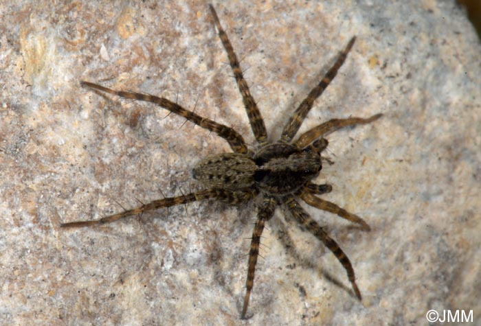 Pardosa amentata