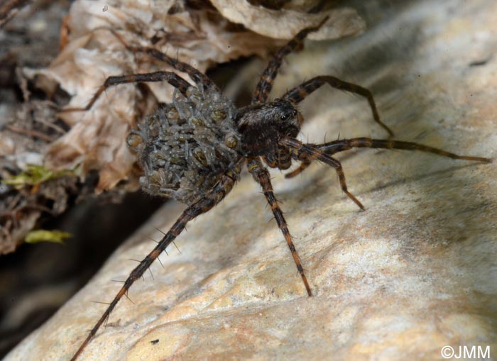 Pardosa amentata