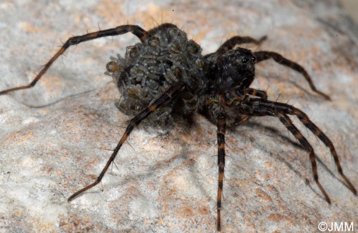 Pardosa amentata