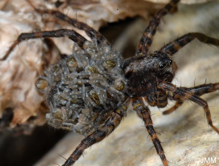 Pardosa amentata