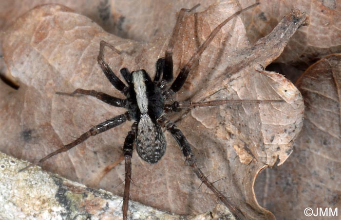 Pardosa lugubris