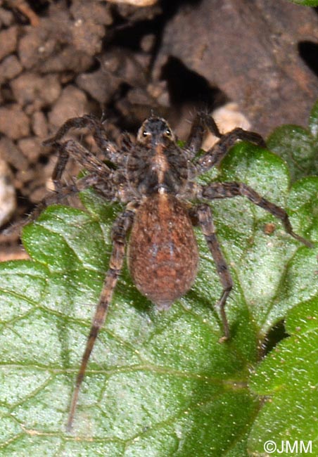 Pardosa lugubris