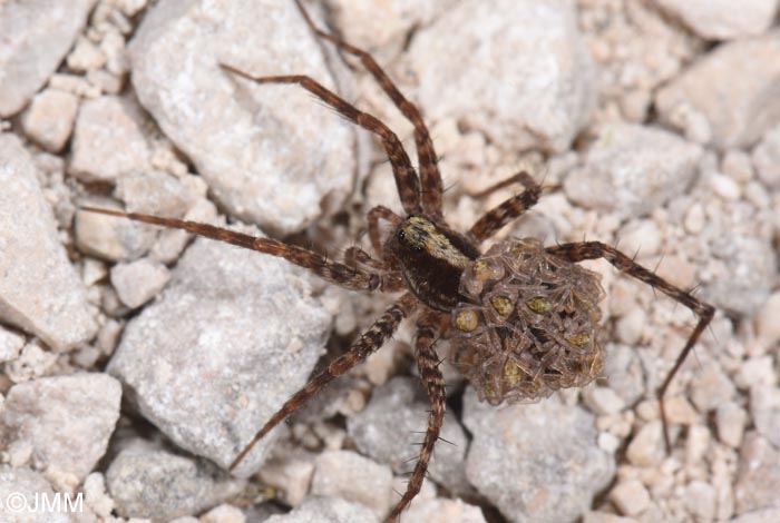 Pardosa lugubris